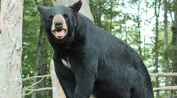 Oswald's Bear Ranch